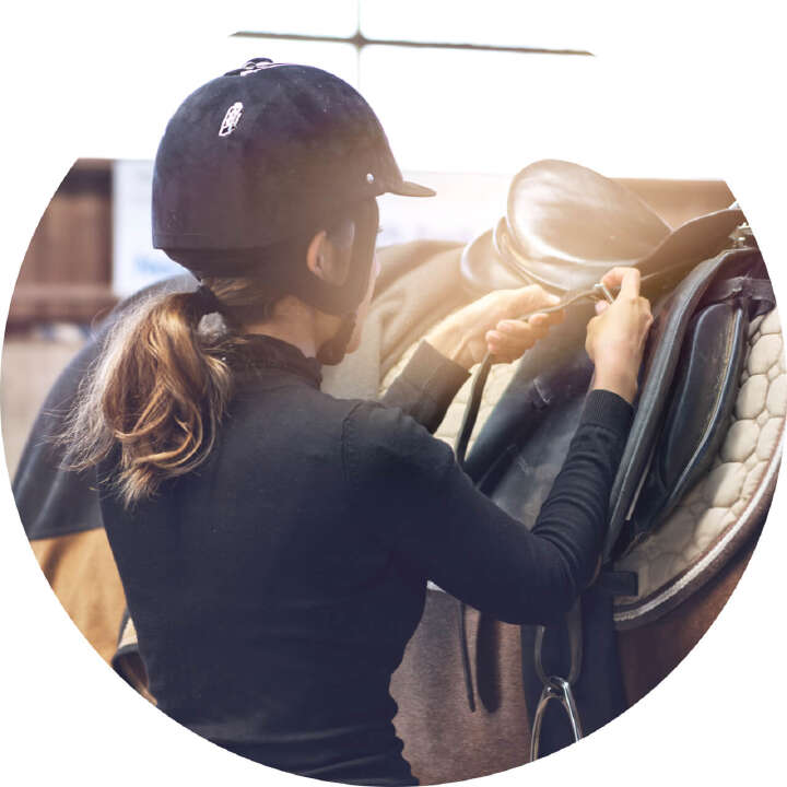 derby international premium horsefeed